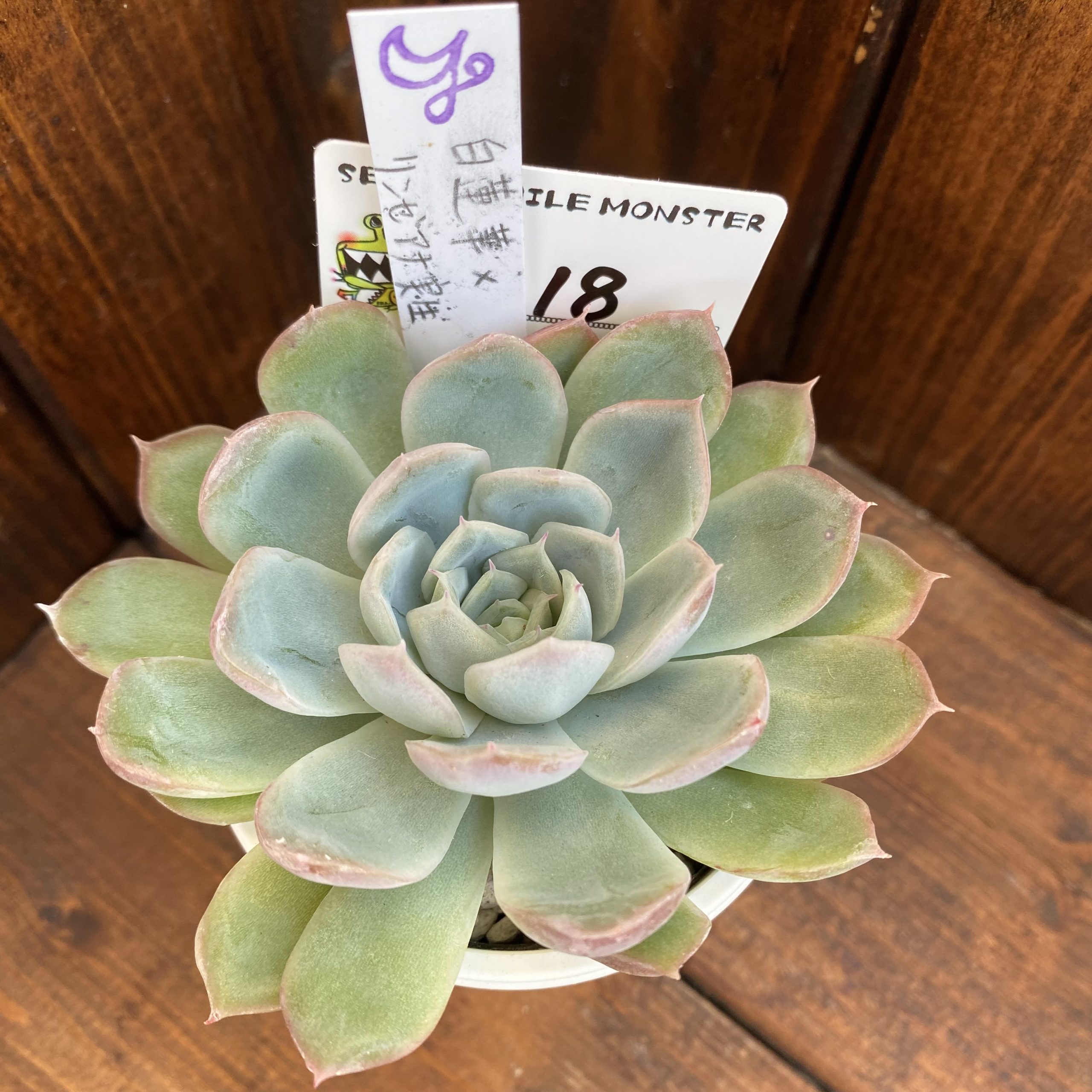 再入荷！】 モンスター級巨苗 ラウイxリンゼアナ 超美苗 植物/観葉植物